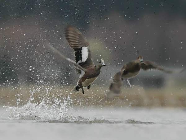 Amerikanhaapana, American Wigeon, Anas americana
